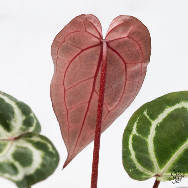 Anthurium Crystal Red '12' x Zara '14' by DocBlock® (wk42-O)