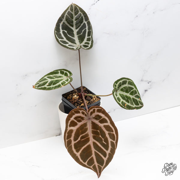 Anthurium Crystal Red '12' x Zara '14' by DocBlock® (wk45-D)