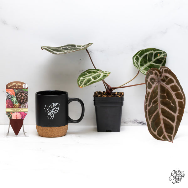 Anthurium Crystal Red '12' x Zara '14' by DocBlock® (wk45-D)