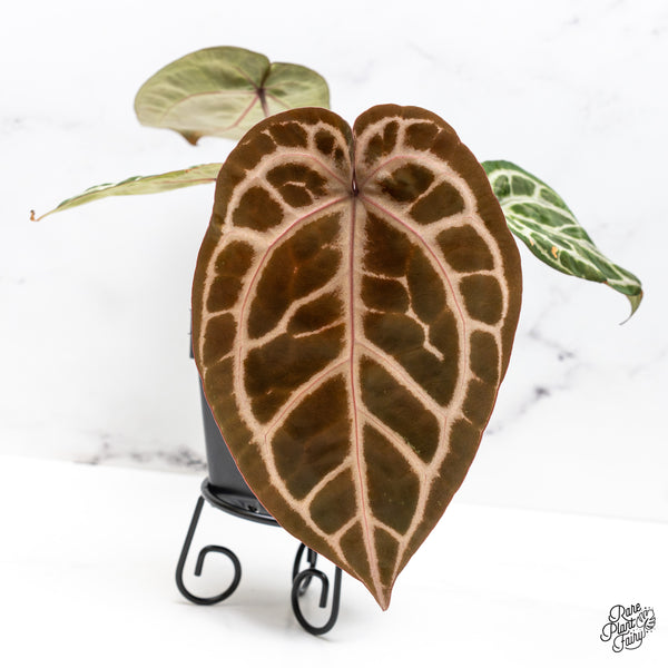 Anthurium Crystal Red '12' x Zara '14' by DocBlock® (wk45-D)