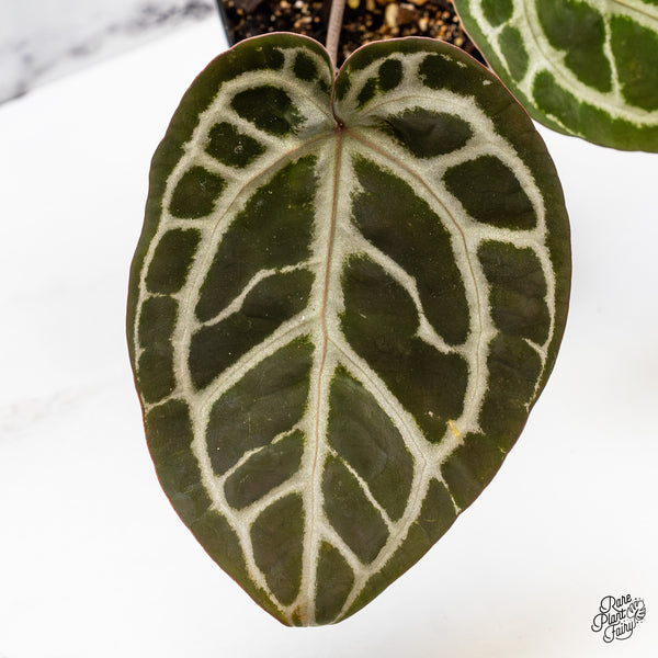 Anthurium Crystal Red '12' x Zara '14' by DocBlock® (wk45-D)