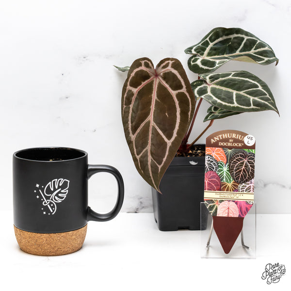 Anthurium Crystal Red '12' x Zara '14' by DocBlock® (wk45-L)