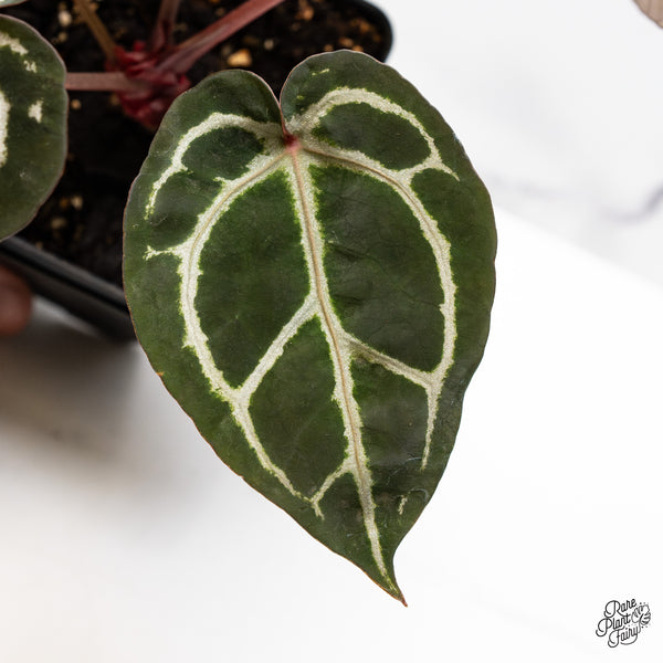 Anthurium Crystal Red '12' x Zara '14' by DocBlock® (wk45-L)