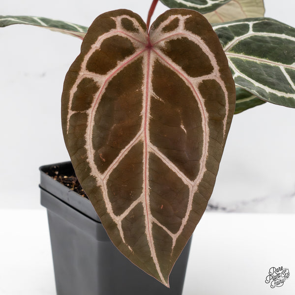 Anthurium Crystal Red '12' x Zara '14' by DocBlock® (wk45-L)