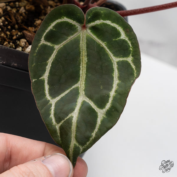 Anthurium Crystal Red '12' x Zara '14' by DocBlock® (wk46-L)