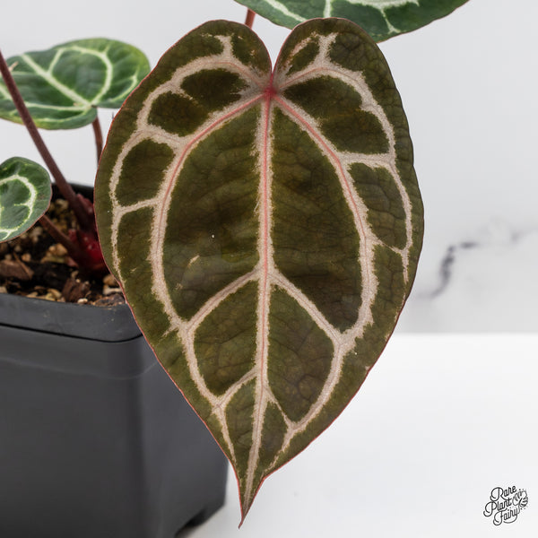 Anthurium Crystal Red '12' x Zara '14' by DocBlock® (wk46-L)