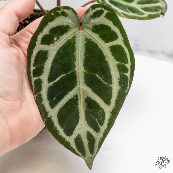 Anthurium Crystal Red '12' x Zara '14' by DocBlock® (wk47-O)