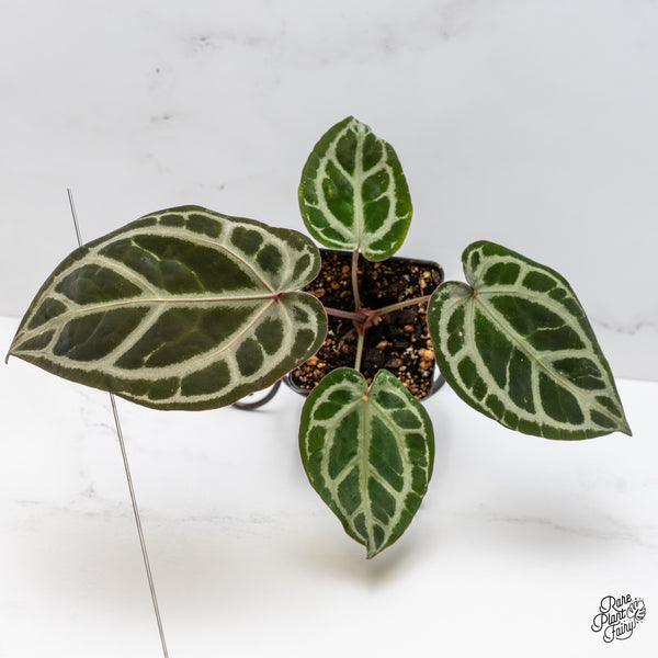 Anthurium Crystal Red '12' x Zara '14' by DocBlock® (wk47-O)