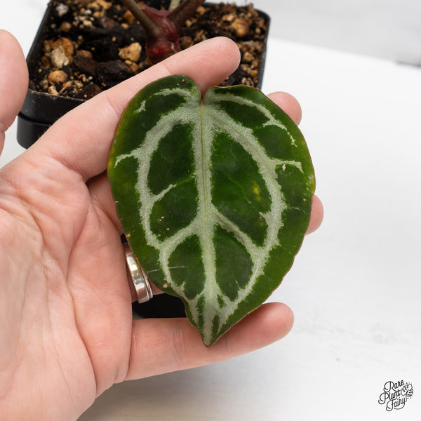 Anthurium Crystal Red '12' x Zara '14' by DocBlock® (wk47-O)