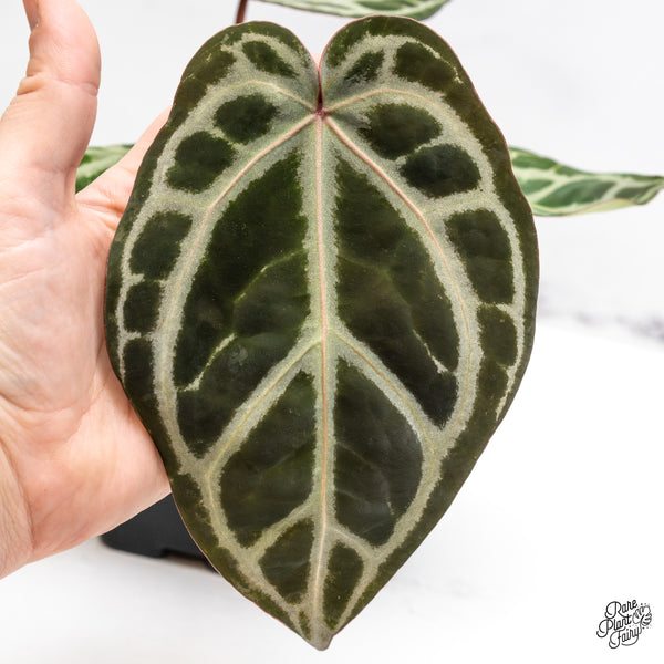 Anthurium Crystal Red '12' x Zara '14' by DocBlock® (wk47-O)