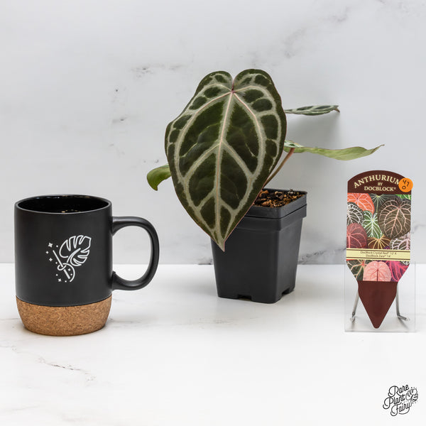 Anthurium Crystal Red '12' x Zara '14' by DocBlock® (wk47-O)