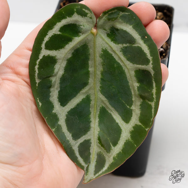 Anthurium Crystal Red '12' x Zara '14' by DocBlock® (wk47-O)