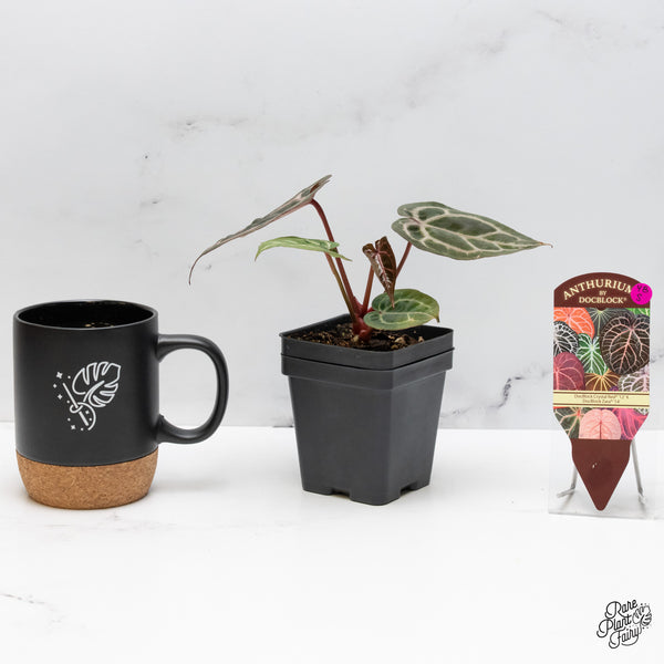 Anthurium Crystal Red '12' x Zara '14' by DocBlock® (wk48-S)