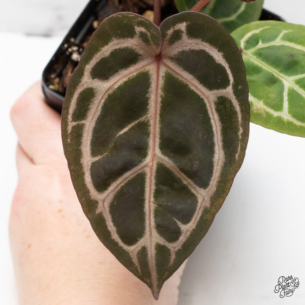 Anthurium Crystal Red '12' x Zara '14' by DocBlock® (wk48-S)