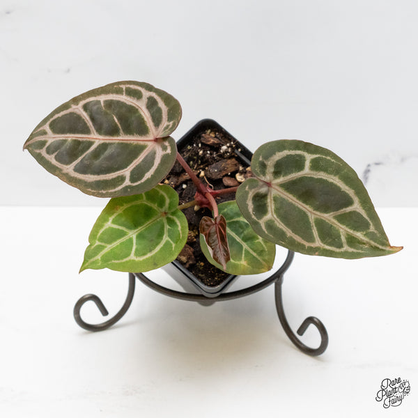 Anthurium Crystal Red '12' x Zara '14' by DocBlock® (wk48-S)