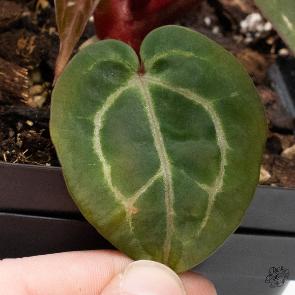 Anthurium Crystal Red '12' x Zara '14' by DocBlock® (wk48-S)