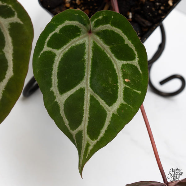 Anthurium Crystal Red '12' x Zara '14' by DocBlock® (wk49-G)