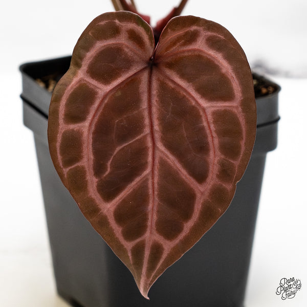 Anthurium Crystal Red '12' x Zara '14' by DocBlock® (wk49-G)