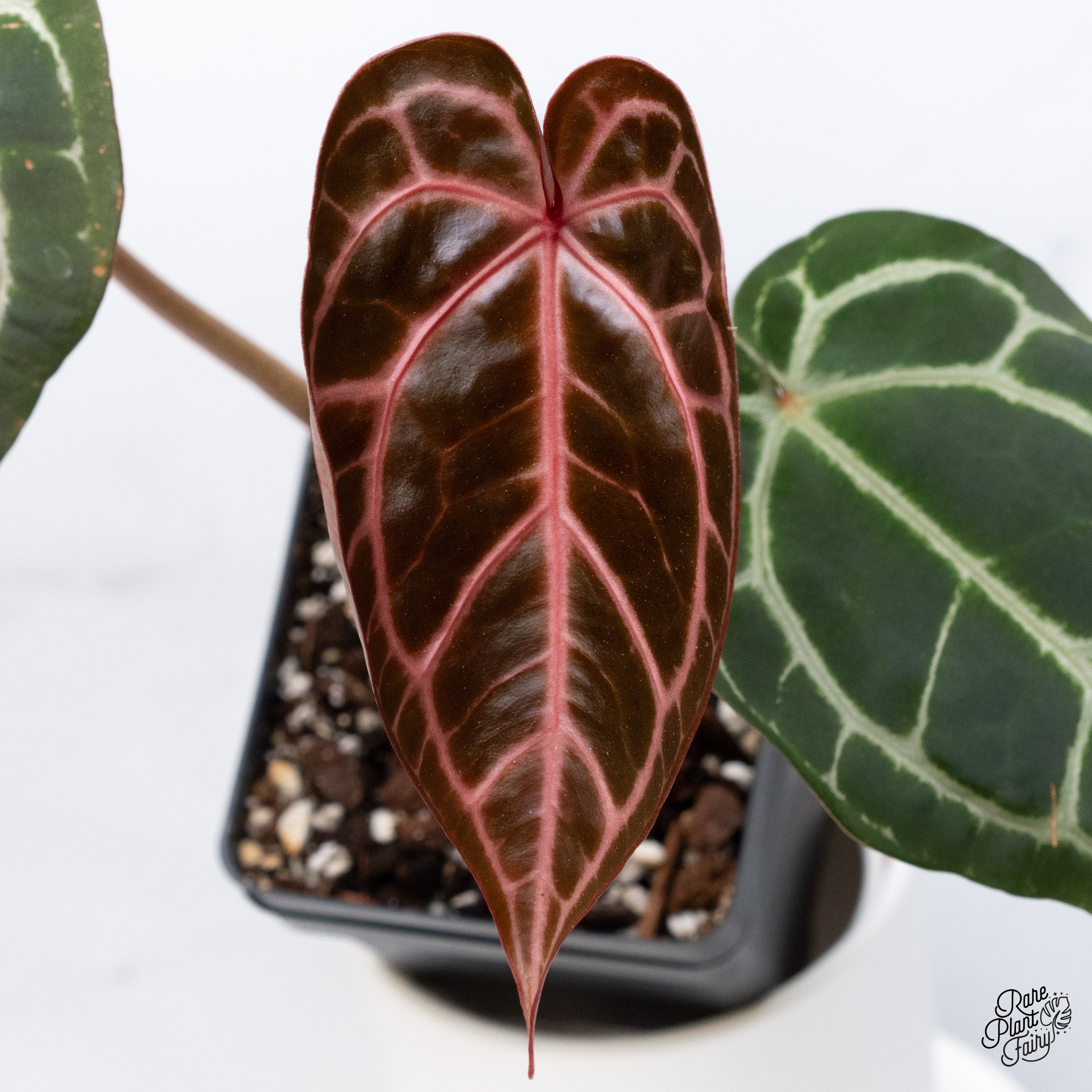 アンスリウム ミシェル ミッシェル ドックブロック アンスリウム ミッシェル アンスリウム ミシェル ミッシェル