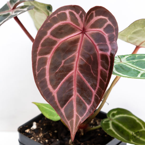 Anthurium Crystal Red '12' x Michelle '1' by DocBlock® (wk43-P) *Vibrant Emergent*