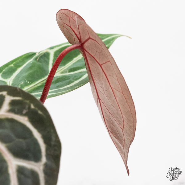 Anthurium Crystal Red '12' x Michelle '1' by DocBlock® (wk43-P) *Vibrant Emergent*