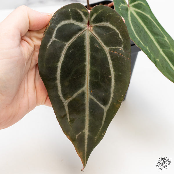 Anthurium Minerva '20' x Dark & Handsome '9' by DocBlock® (wk51-B)