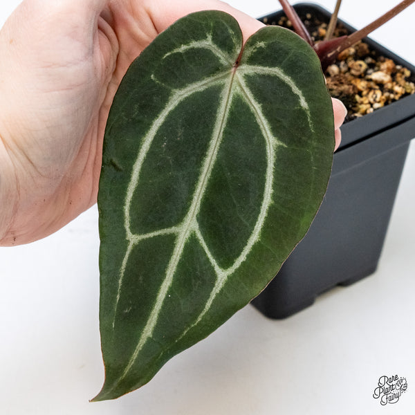 Anthurium Minerva '20' x Dark & Handsome '9' by DocBlock® (wk51-B)