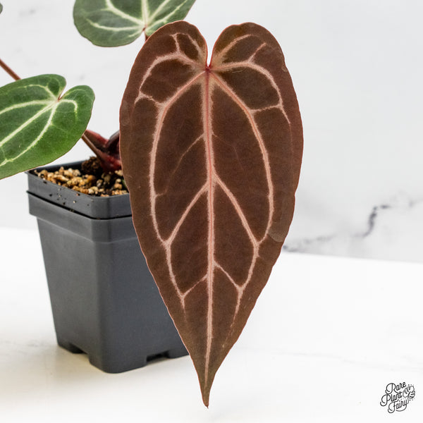 Anthurium Minerva '20' x Dark & Handsome '9' by DocBlock® (wk51-B)