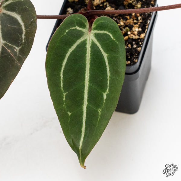 Anthurium Minerva '20' x Dark & Handsome '9' by DocBlock® (wk51-B)