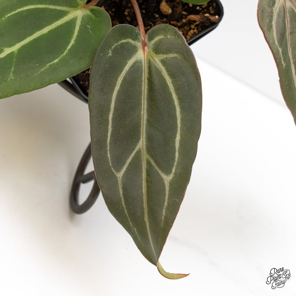 Anthurium Minerva '20' x Dark & Handsome '9' by DocBlock® (wk5-M)