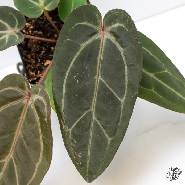 Anthurium Minerva '20' x Dark & Handsome '9' by DocBlock® (wk5-M)