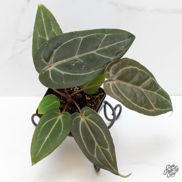 Anthurium Minerva '20' x Dark & Handsome '9' by DocBlock® (wk5-M)