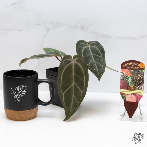 Anthurium Minerva '20' x Dark & Handsome '9' by DocBlock® (wk5-M)