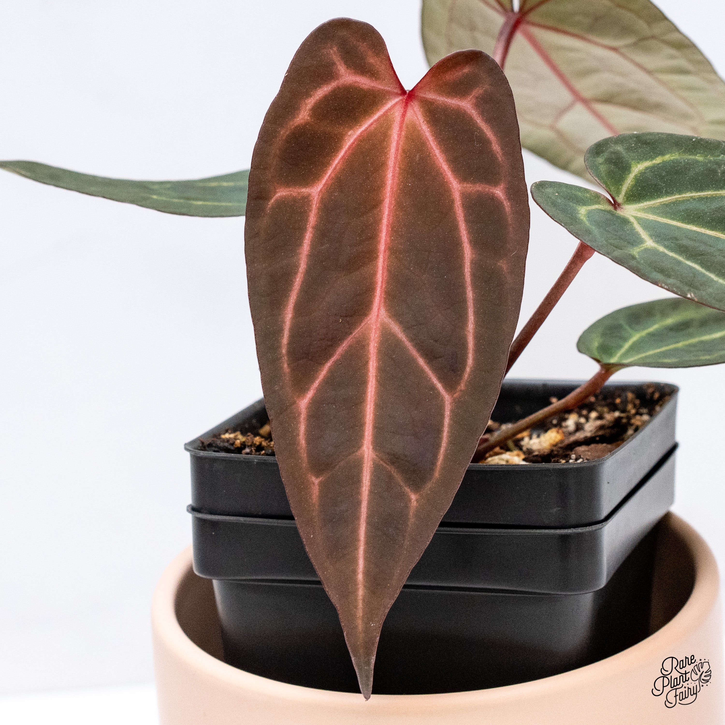 Anthurium Red Velvet Cake '24' x Zara '29' by DocBlock® (wk39-K