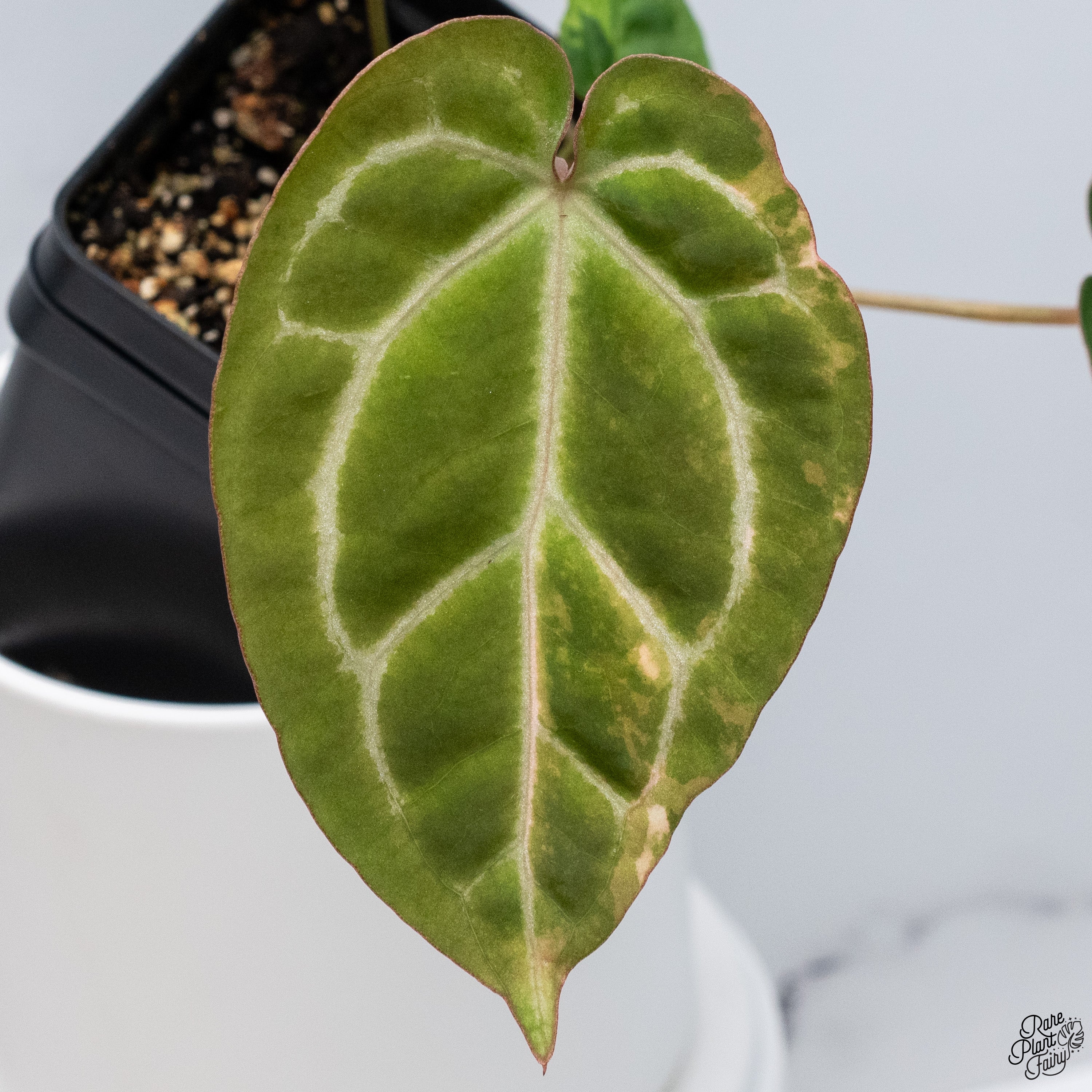 アンスリウム　ブラックウィドウ x ブラックウィドウ　doc block アンスリウム・ブラック・ウィドウ🕷️ #blackwidow