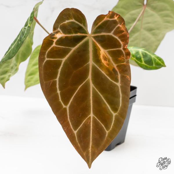 Anthurium Zara '14' x Black Widow '13' by DocBlock® Variegated (wk3-UG)
