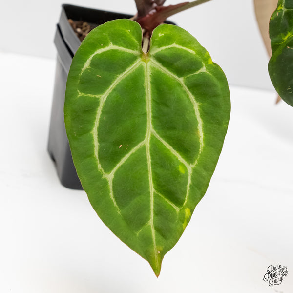 Anthurium Zara '14' x Black Widow '13' by DocBlock® Variegated (wk3-UG)