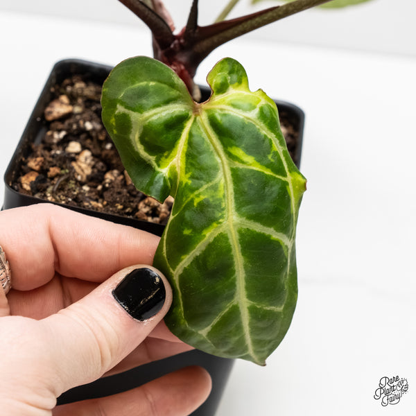 Anthurium Zara '14' x Black Widow '13' by DocBlock® Variegated (wk3-UG)