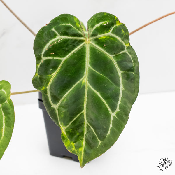 Anthurium Zara '14' x Black Widow '13' by DocBlock® Variegated (wk3-UG)