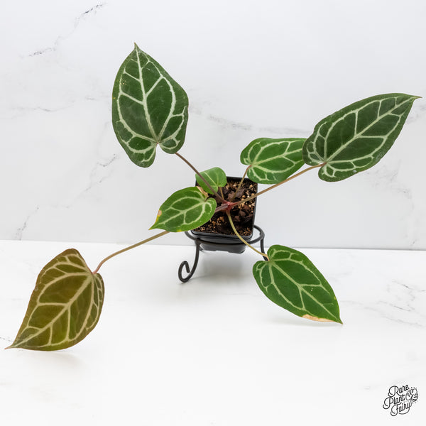 Anthurium Zara '14' x Black Widow '13' by DocBlock® (wk6-G)