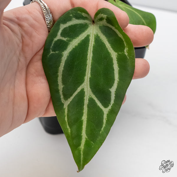 Anthurium Zara '14' x Black Widow '13' by DocBlock® (wk6-G)