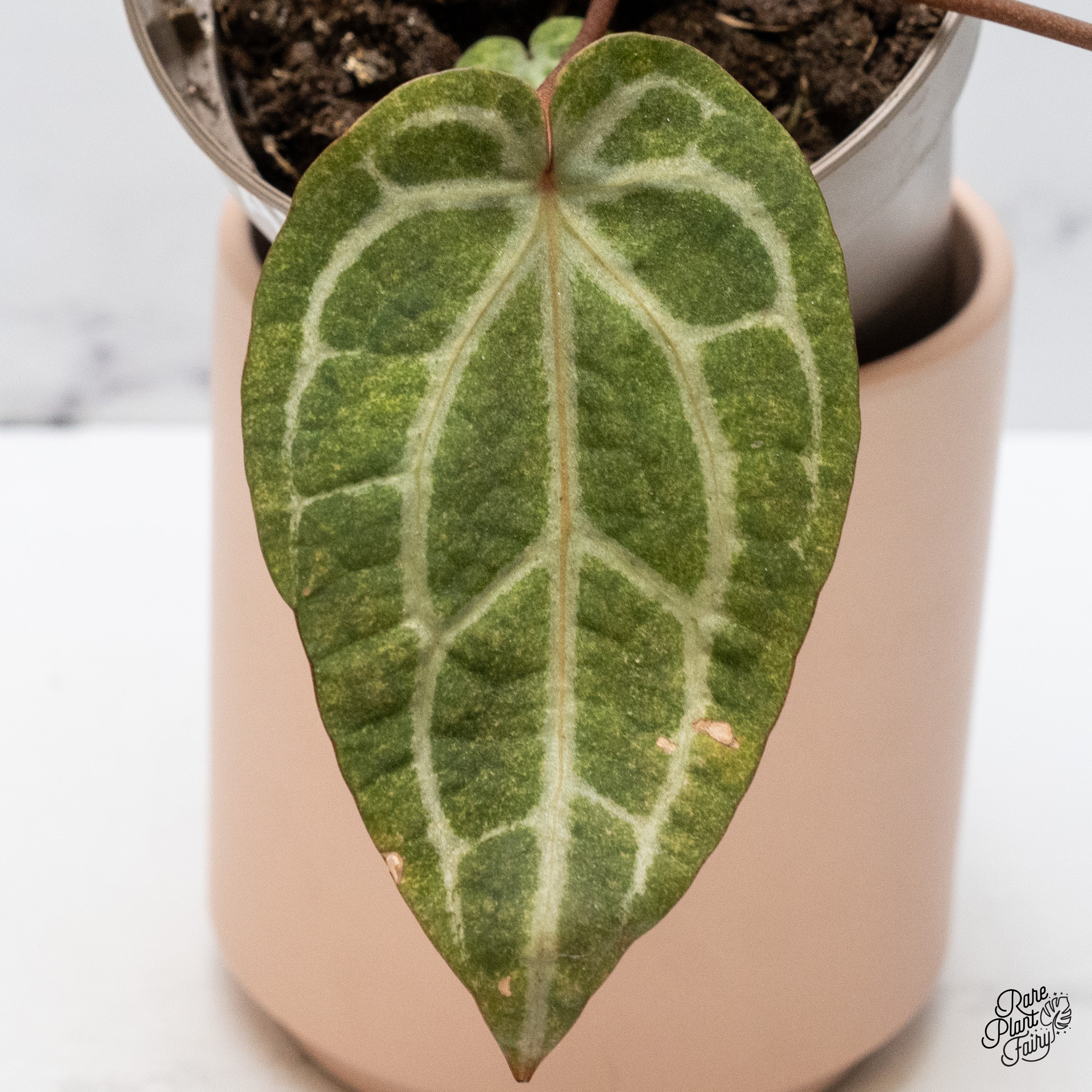 Variegated Anthurium Zara '14' x Home, Sweet Home '32' by