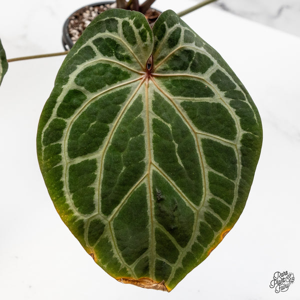 Anthurium Zara '14' x Home, Sweet Home '32' by DocBlock® (wk50-T)