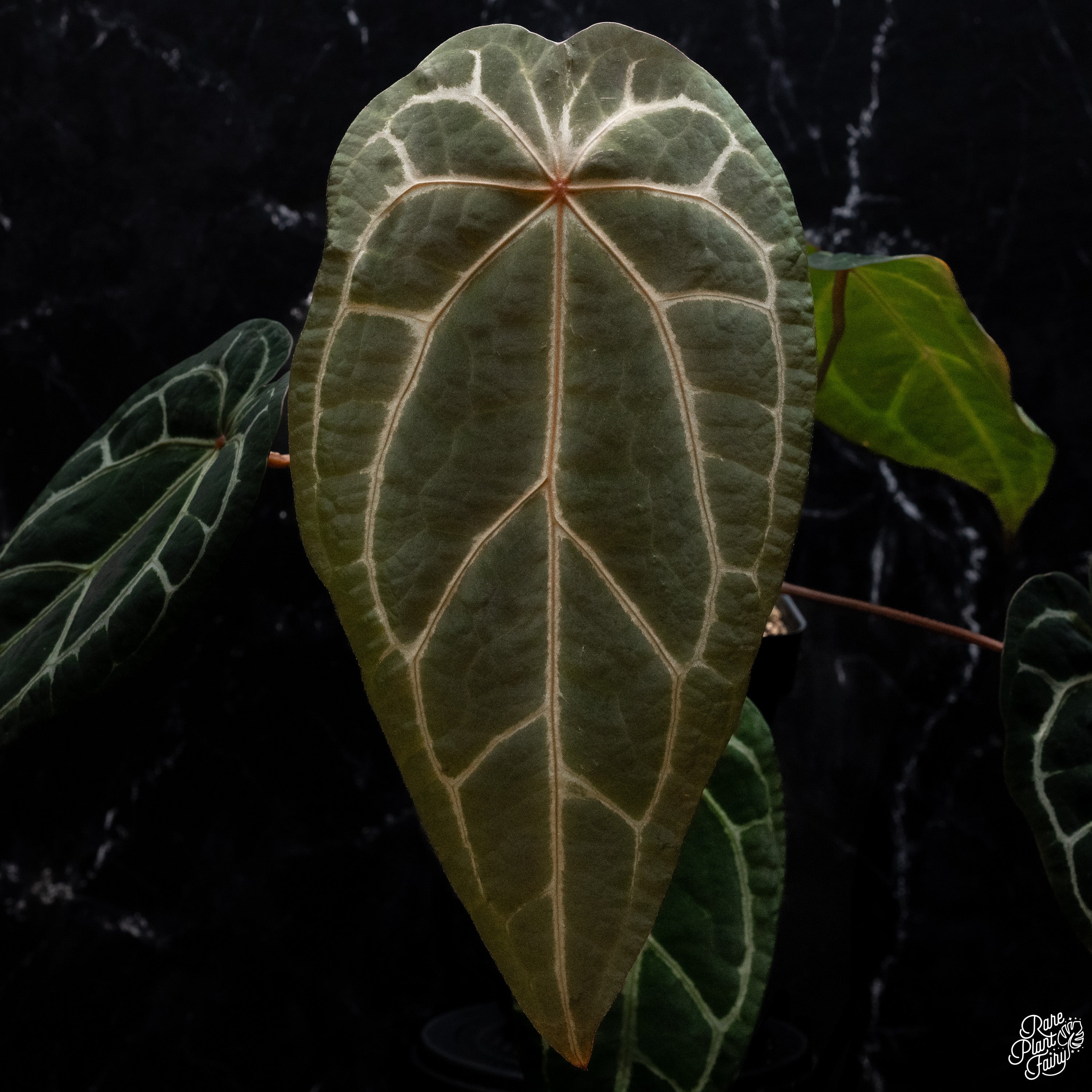 Anthurium Zara '29' x DocBlock Zara '3' by DocBlock® *Fused