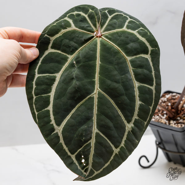 Anthurium Zara '29' x Zara '3' by DocBlock® (wk50-Y)