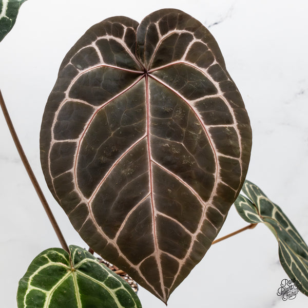 Anthurium Zara '29' x Zara '3' by DocBlock® (wk50-Y)