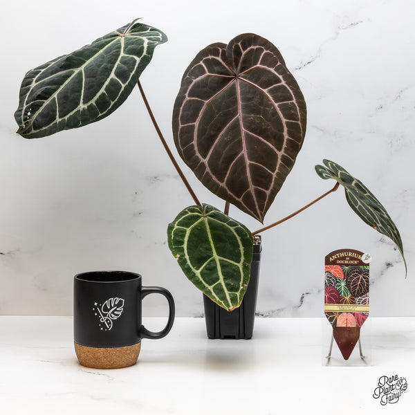 Anthurium Zara '29' x Zara '3' by DocBlock® (wk50-Y)