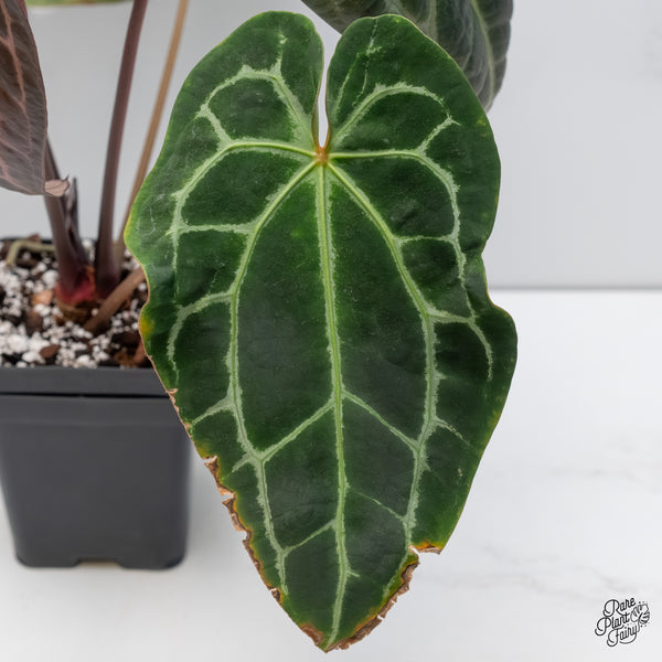 Anthurium Zara '29' x Zara '3' by DocBlock® (wk6-B)