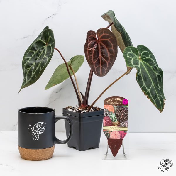 Anthurium Zara '29' x Zara '3' by DocBlock® (wk6-B)
