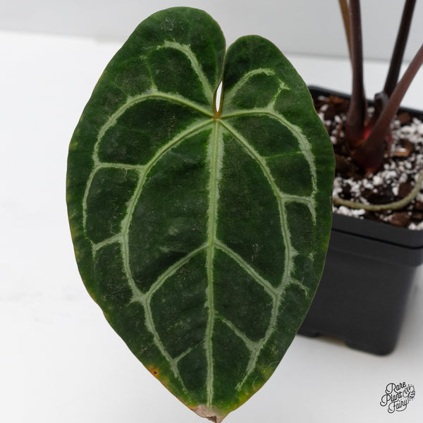 Anthurium Zara '29' x Zara '3' by DocBlock® (wk6-B)